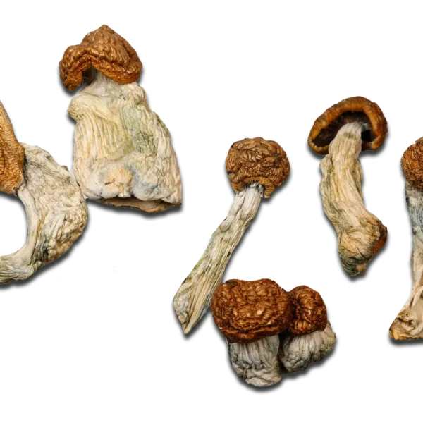 Penis Envy #7 Magic Mushrooms