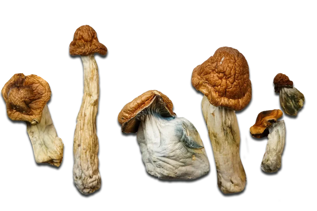 P.E. Great Pumpkin Magic Mushrooms