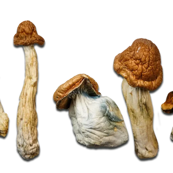 P.E. Great Pumpkin Magic Mushrooms