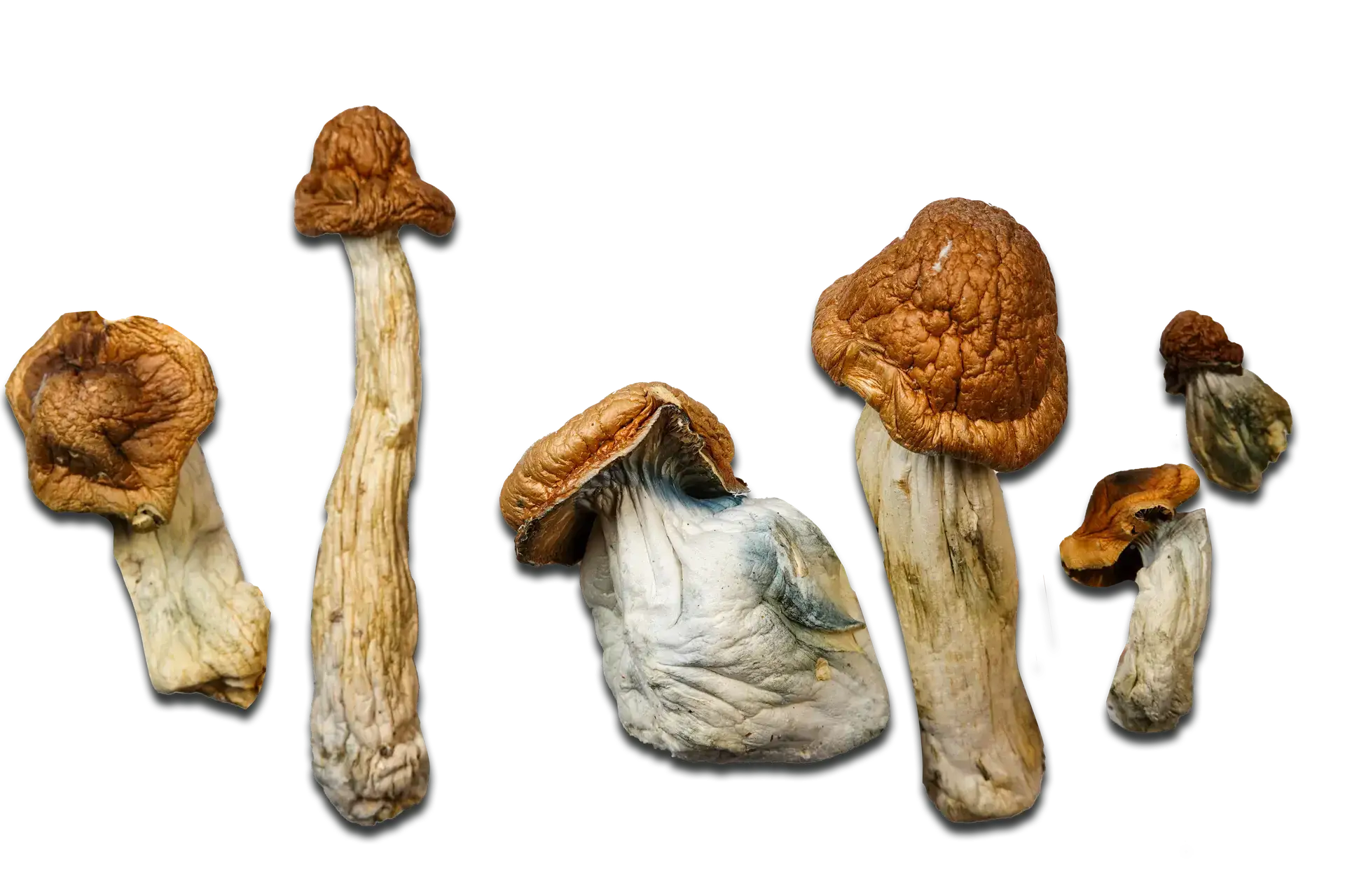P.E. Great Pumpkin Magic Mushrooms