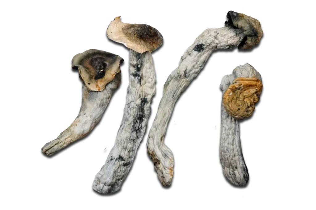 Poseidon’s Finger Magic Mushrooms