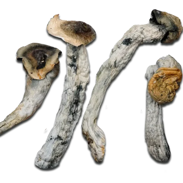 Poseidon’s Finger Magic Mushrooms