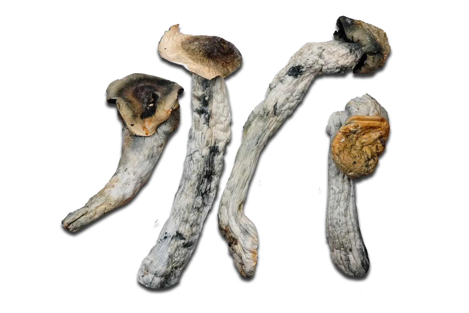 Poseidon’s Finger Magic Mushrooms