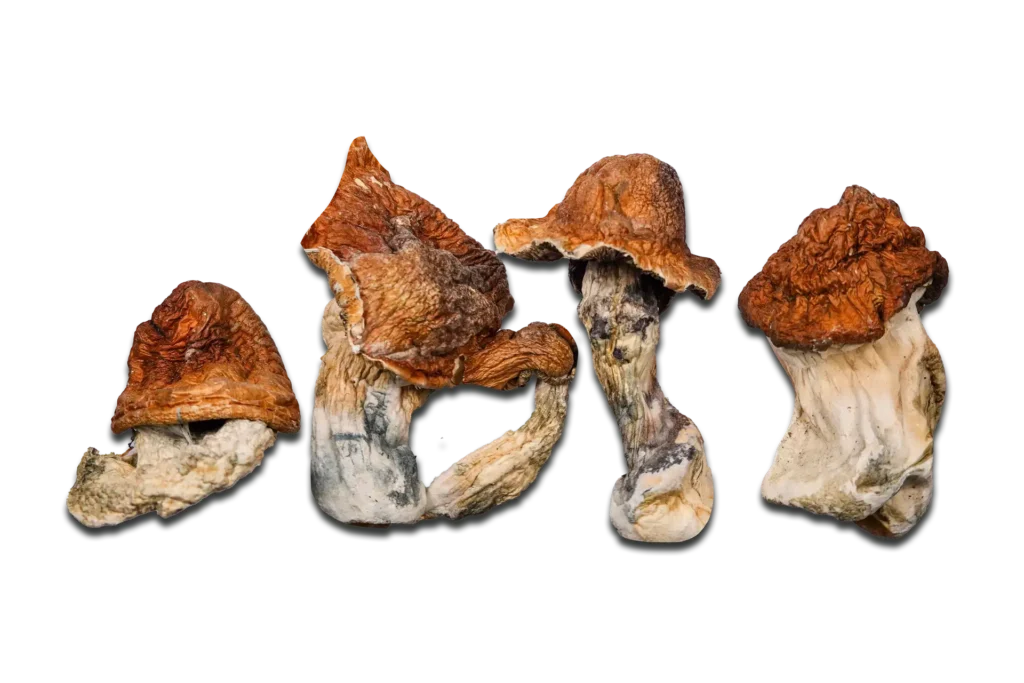 Super Squat Juggernaut Magic Mushrooms