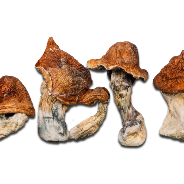 Super Squat Juggernaut Magic Mushrooms