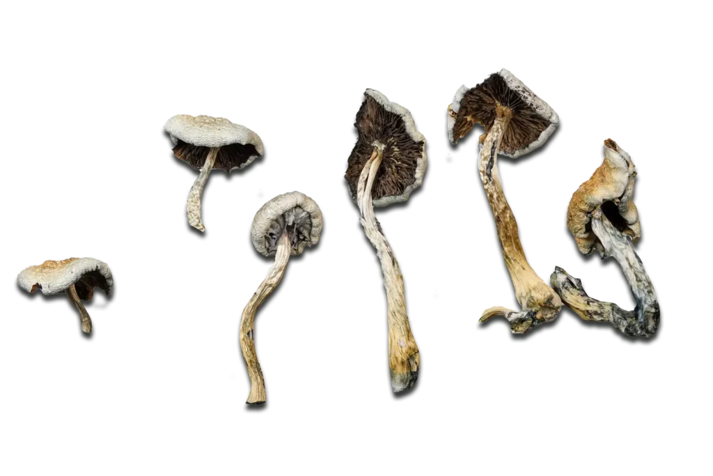 Super Strength Natalensis Magic Mushrooms