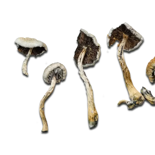 Super Strength Natalensis Magic Mushrooms