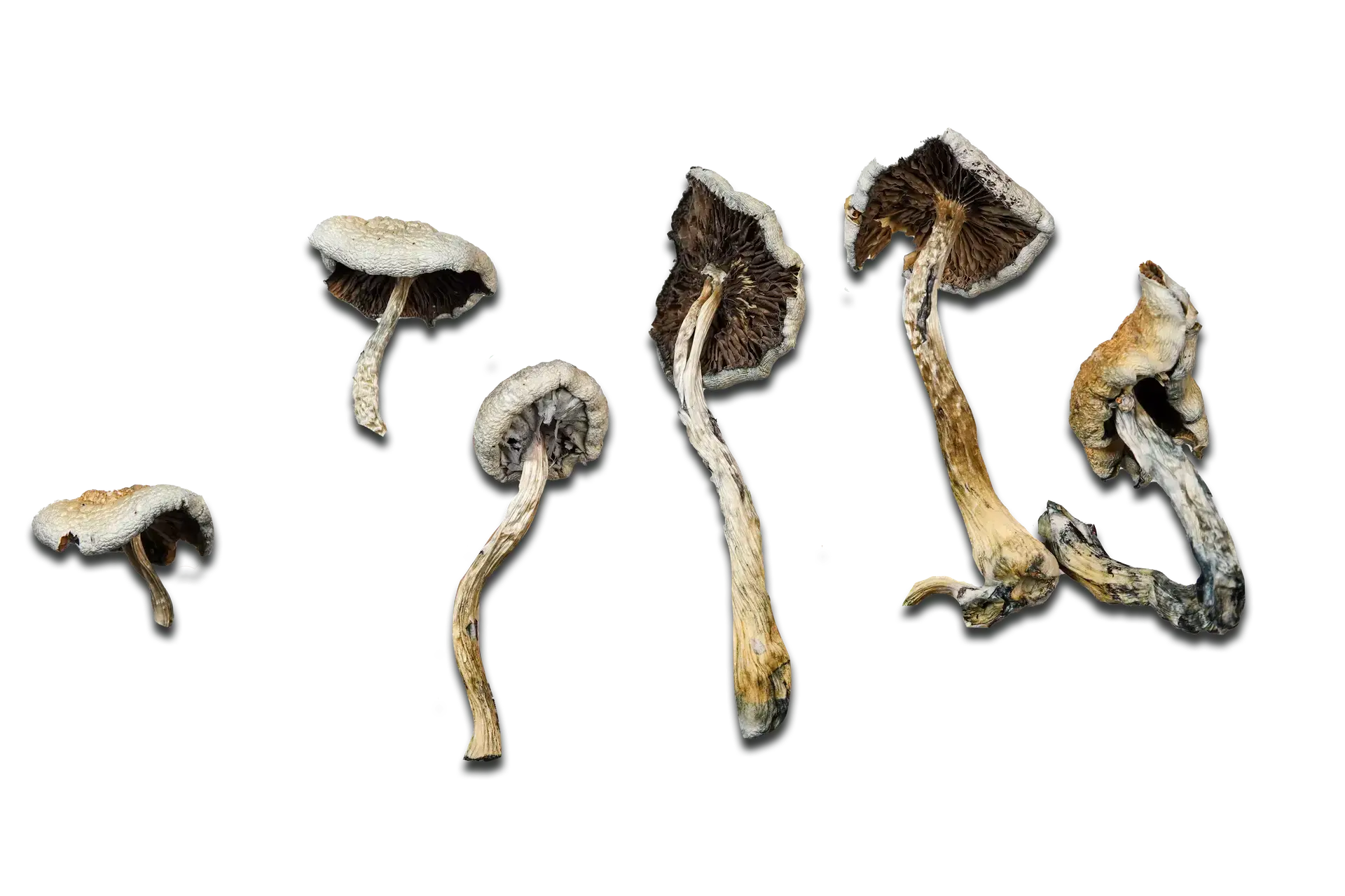 Super Strength Natalensis Magic Mushrooms