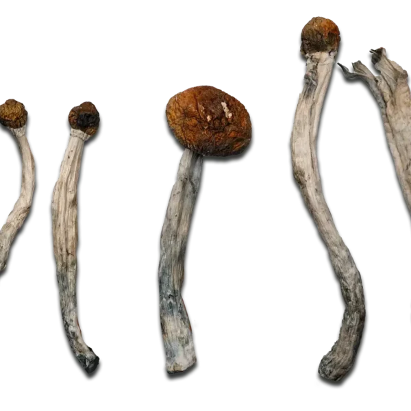 Vietnamese Magic Mushrooms