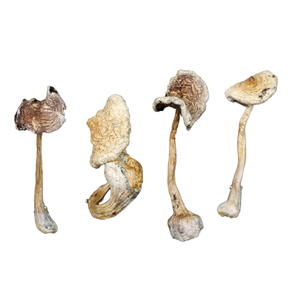 White Teacher Magic Mushrooms