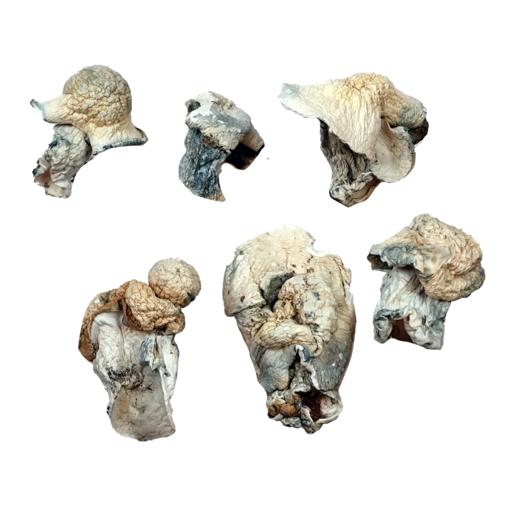 Aztec God Magic Mushrooms