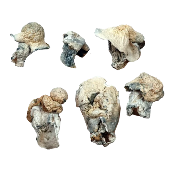 Aztec God Magic Mushrooms