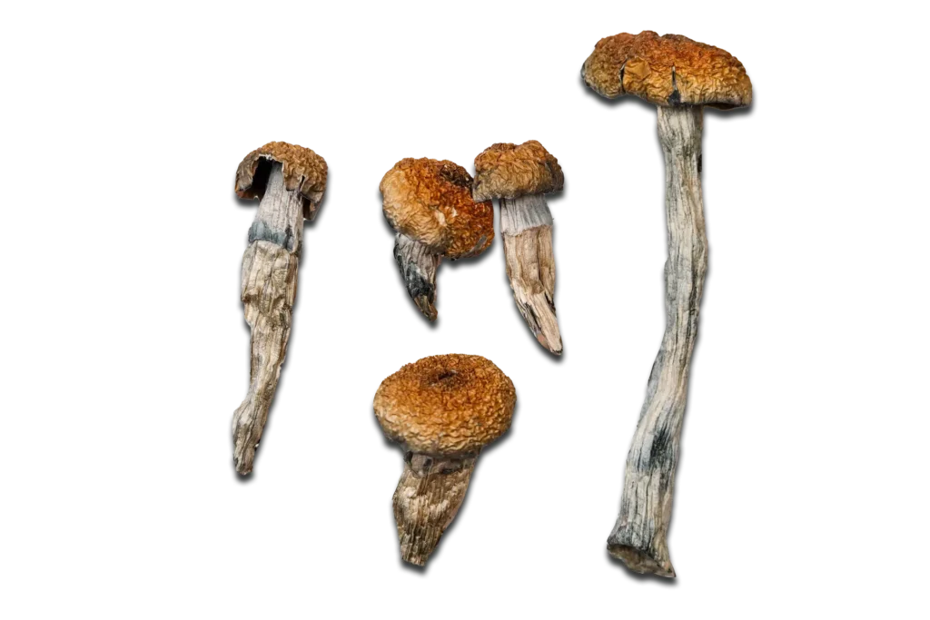Orissa India Magic Mushrooms