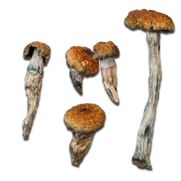 Orissa India Magic Mushrooms