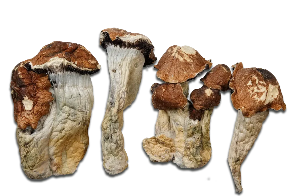 El Choco Magic Mushrooms