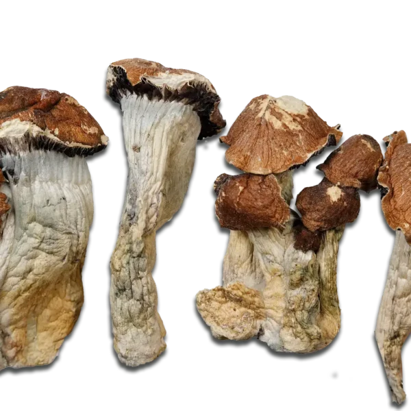 El Choco Magic Mushrooms