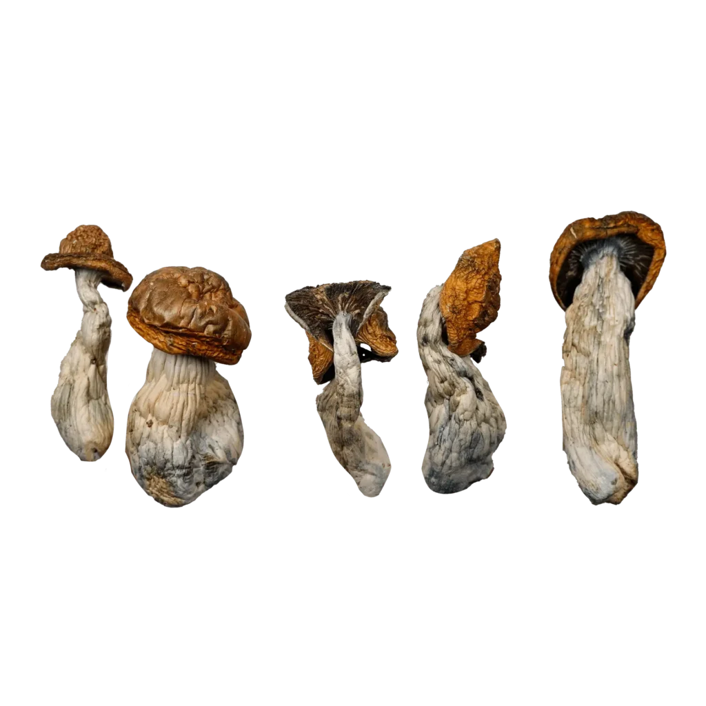 McKilla Gorilla Magic Mushrooms