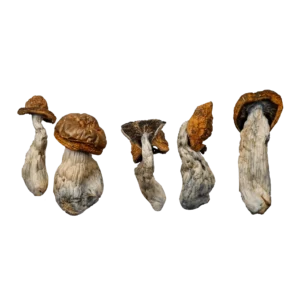McKilla Gorilla Magic Mushrooms