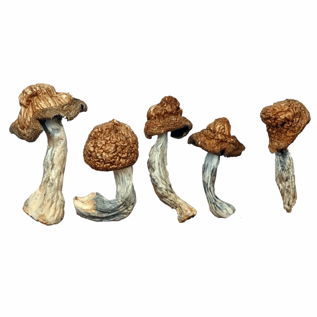 M-100 Magic Mushrooms