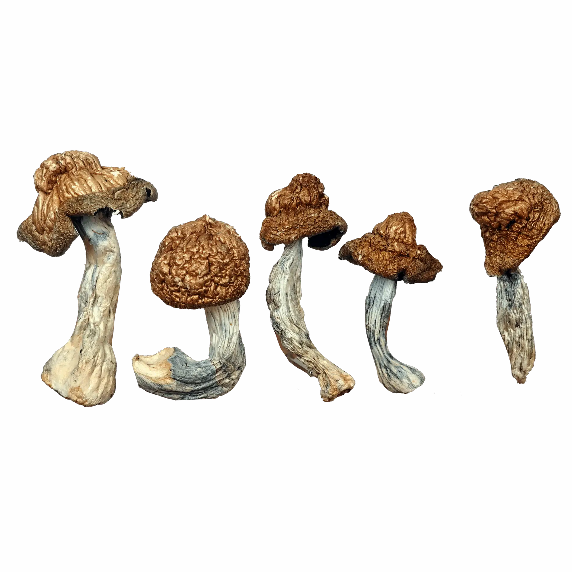 M-100 Magic Mushrooms