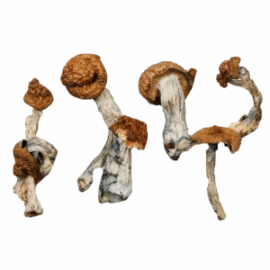 Golden Teacher Magic Mushrooms