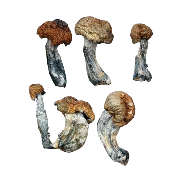 Tidal Wave Magic Mushrooms