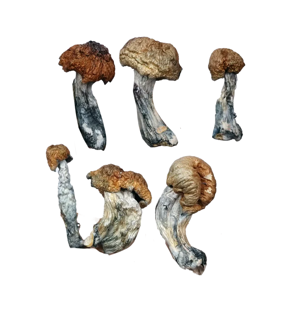 Tidal Wave Magic Mushrooms