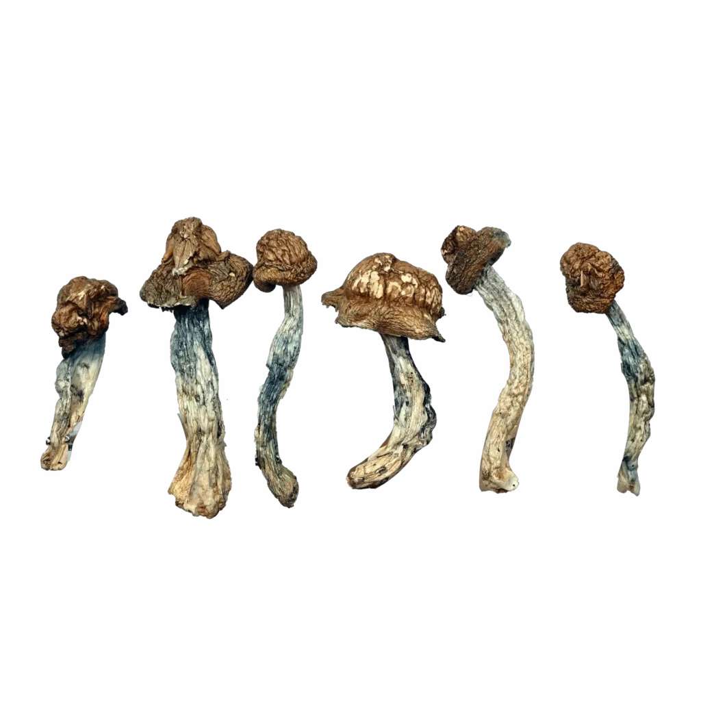 Peacock Magic Mushrooms