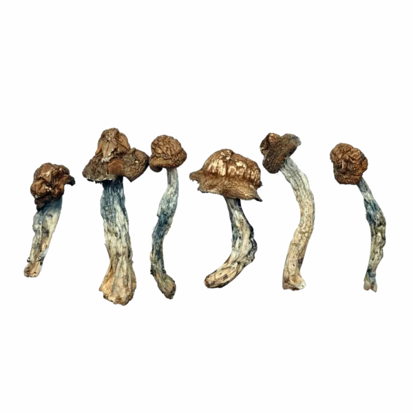 Peacock Magic Mushrooms
