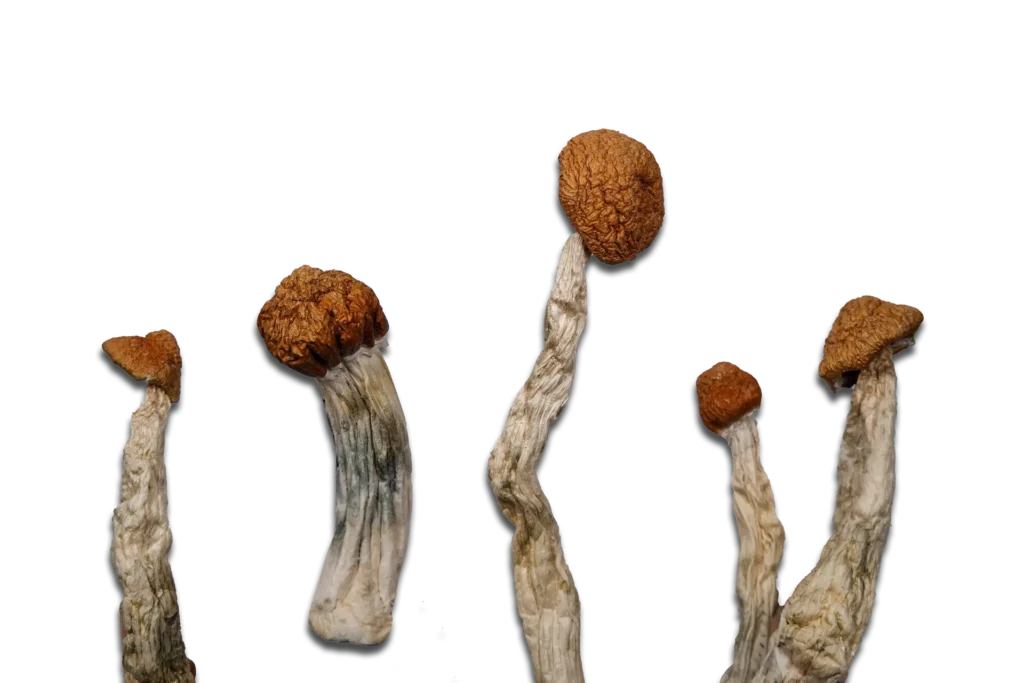 Malabar Magic Mushrooms