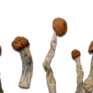 Malabar Magic Mushrooms