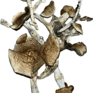 Aztec Mushrooms
