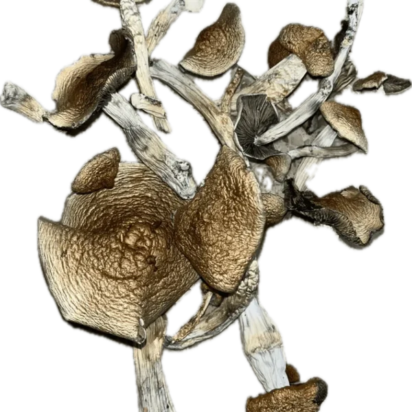 Aztec Mushrooms