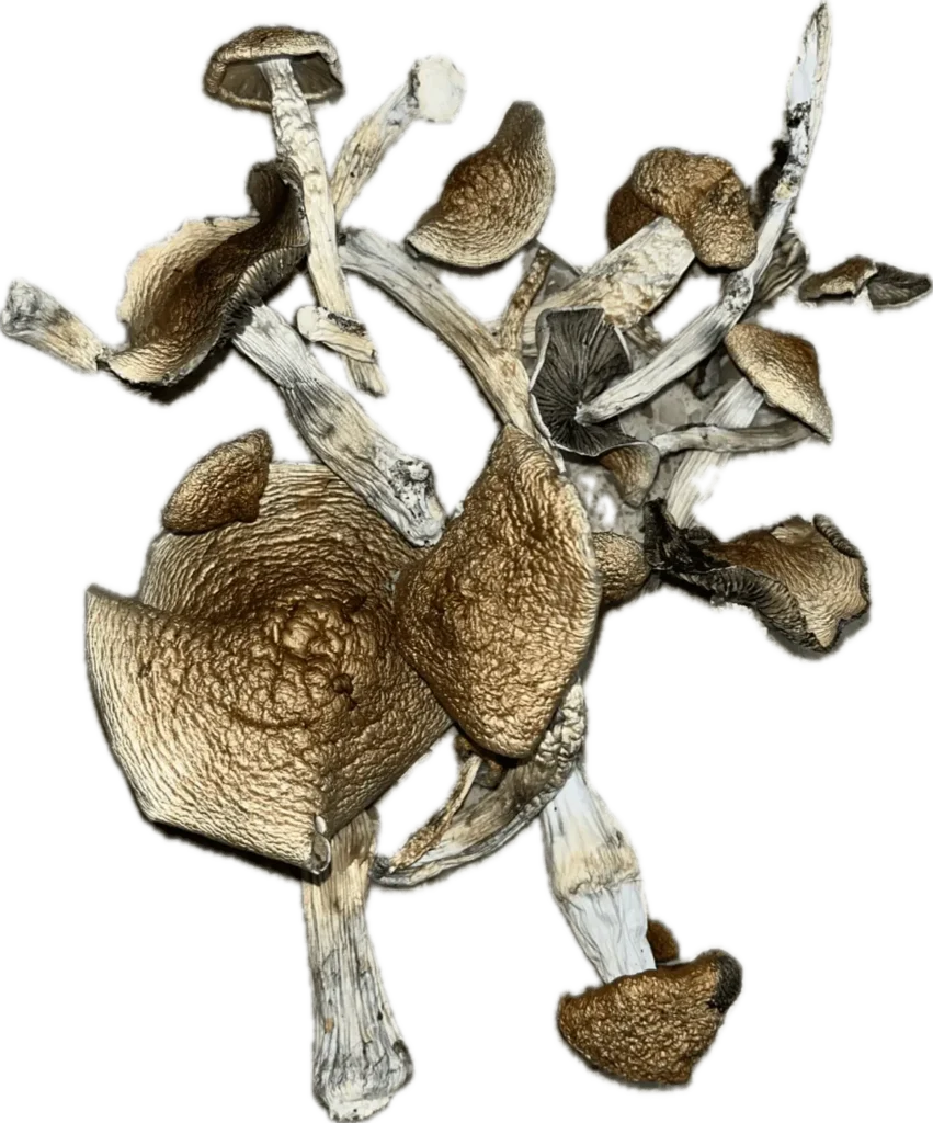 Aztec Mushrooms