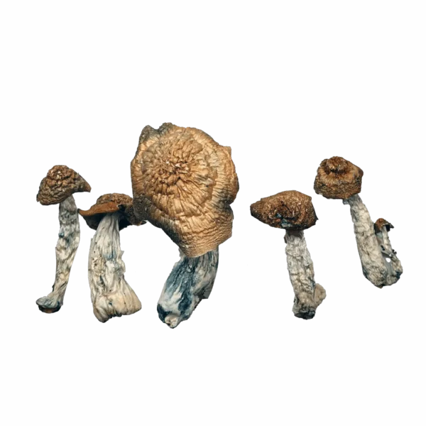 Yeti Magic Mushrooms