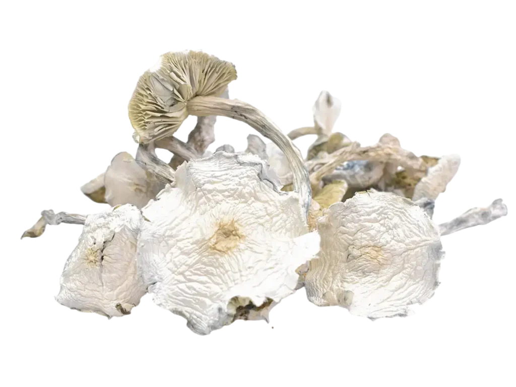 Albino Zilla Magic Mushrooms