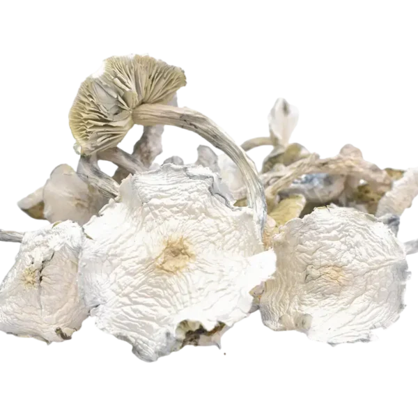 Albino Zilla Magic Mushrooms