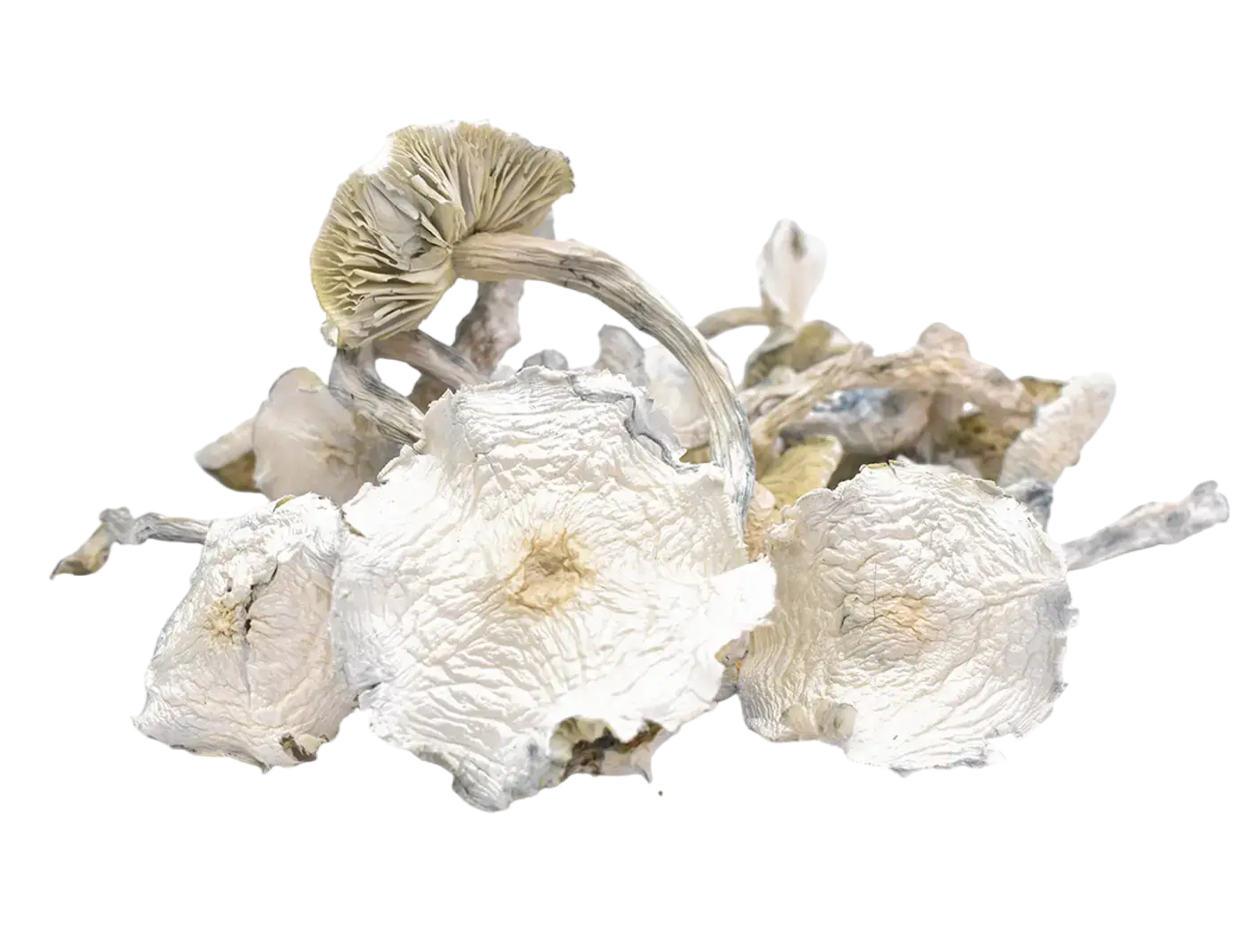 Albino Zilla Magic Mushrooms
