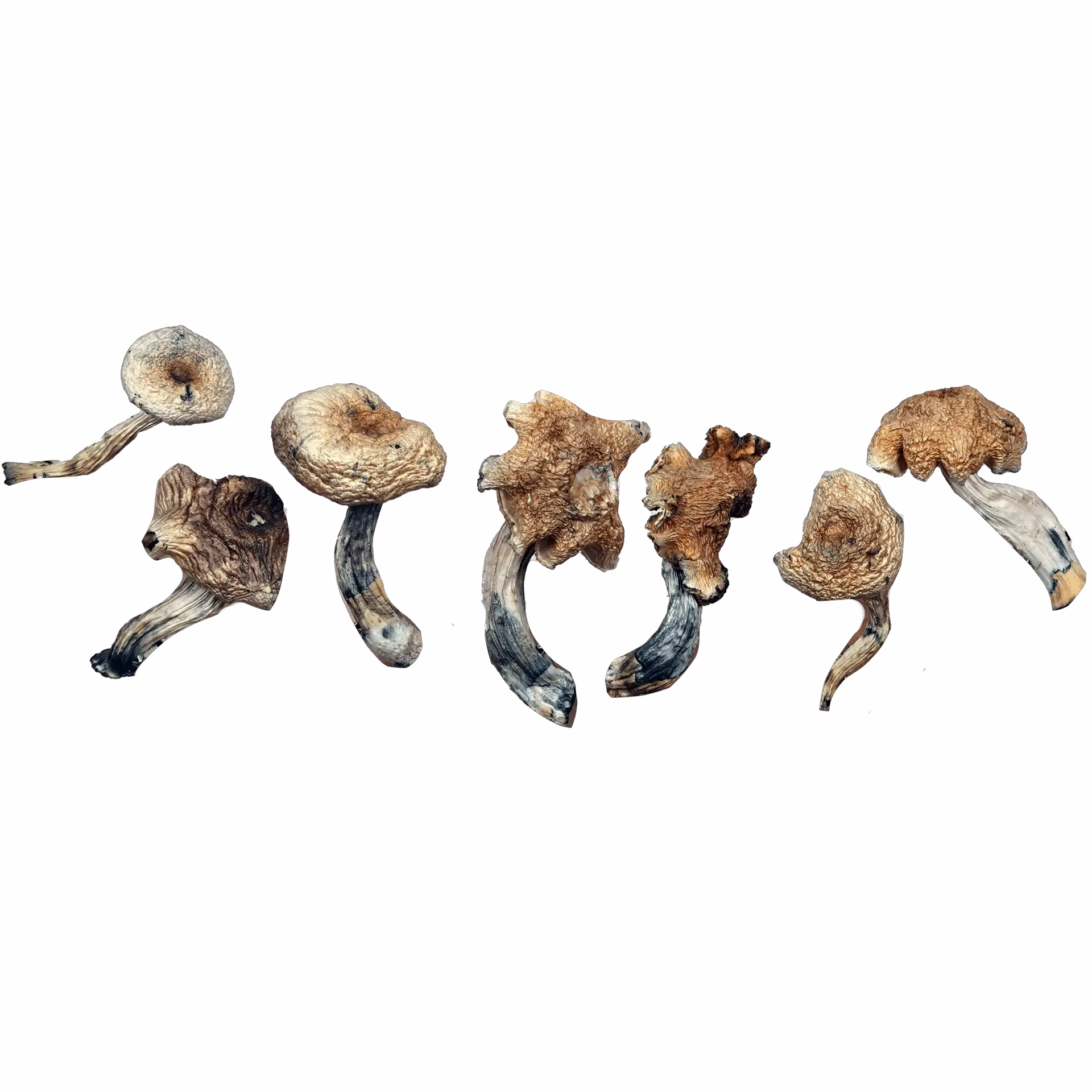 Malaysian – Magic Mushrooms