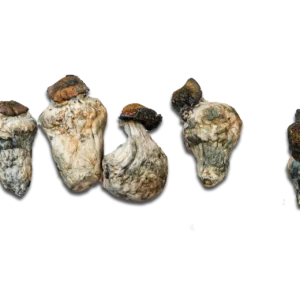 Dino Eggs Magic Mushrooms