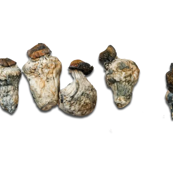 Dino Eggs Magic Mushrooms