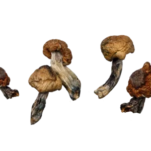 Blue Meanies (Live Psilocybin)