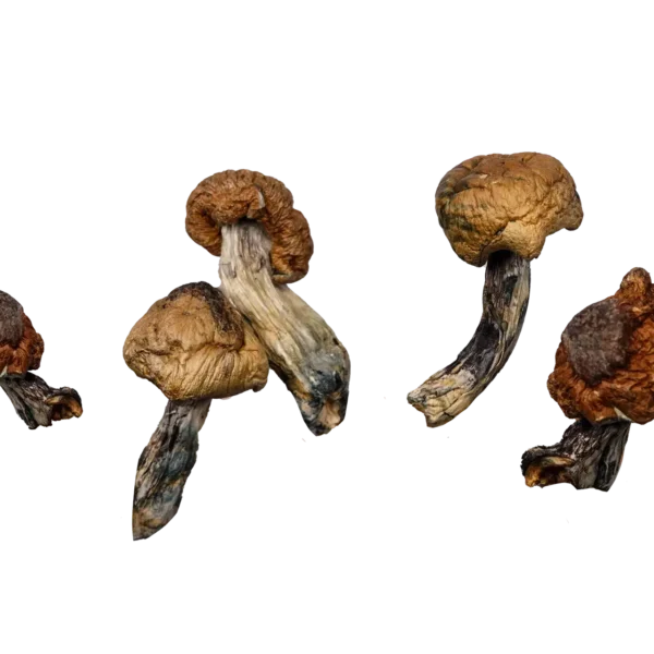 Blue Meanies (Live Psilocybin)