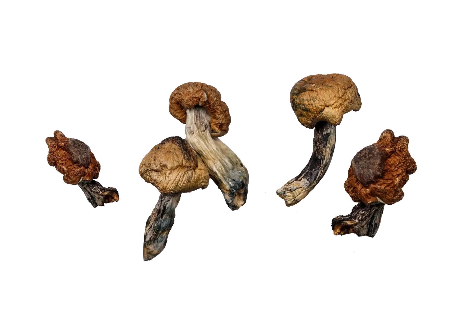 Blue Meanies (Live Psilocybin)