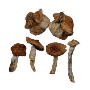 B+ Mushrooms – Magic Mushrooms