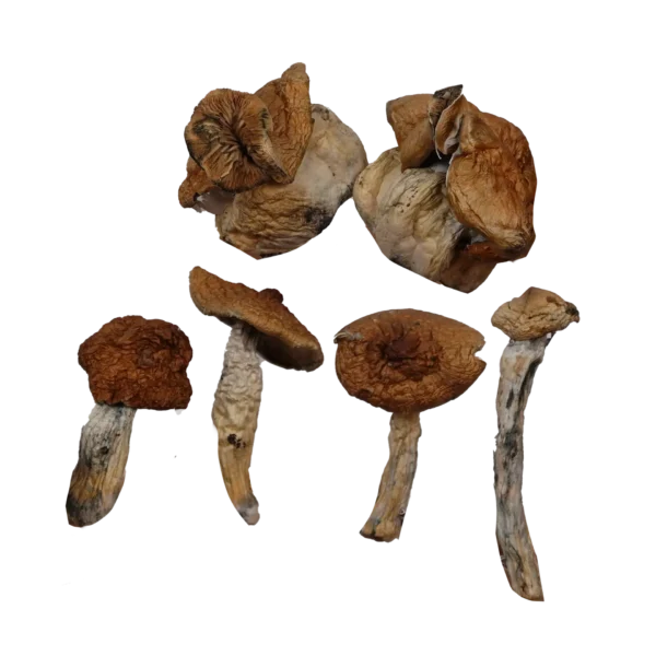 B+ Mushrooms – Magic Mushrooms