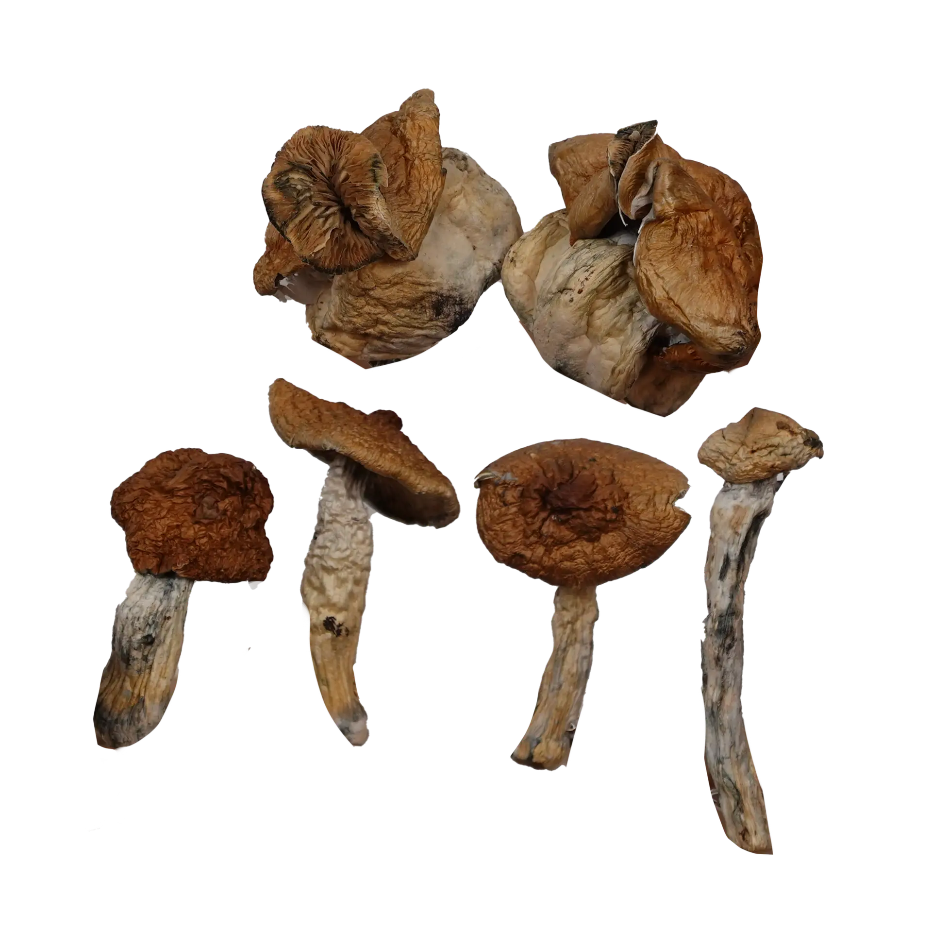 B+ Mushrooms – Magic Mushrooms