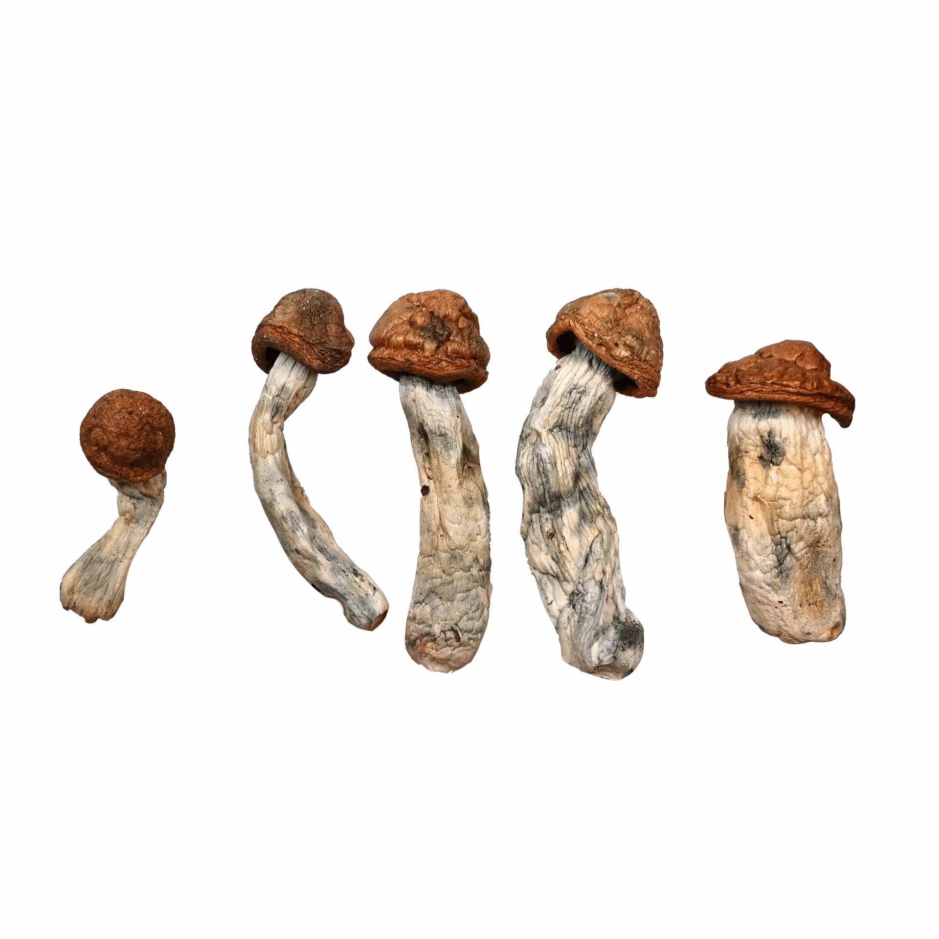 DC Mac Magic Mushrooms