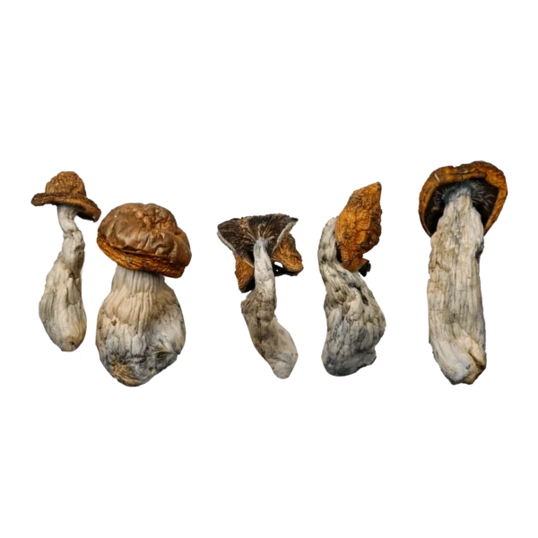 McKilla Ultra Magic Mushrooms