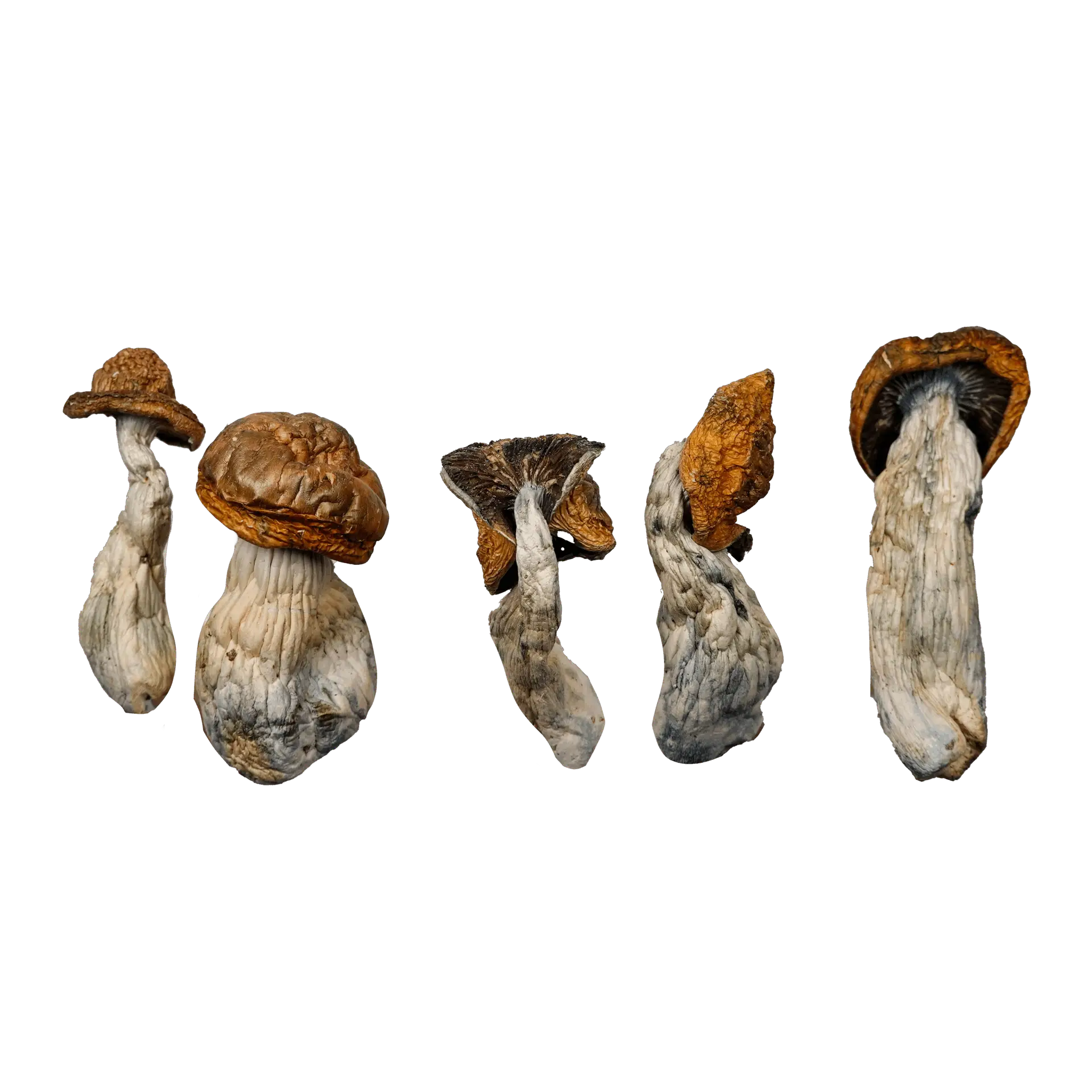 McKilla Ultra Magic Mushrooms